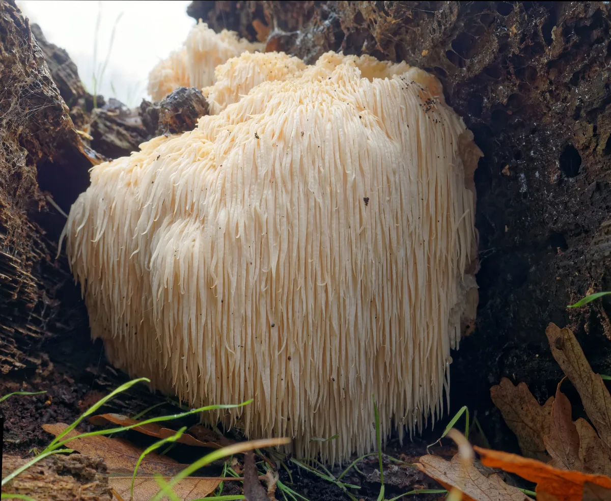 Ежовик гребенчатый Hericium erinaceus с длинными белыми шипиками на древесине