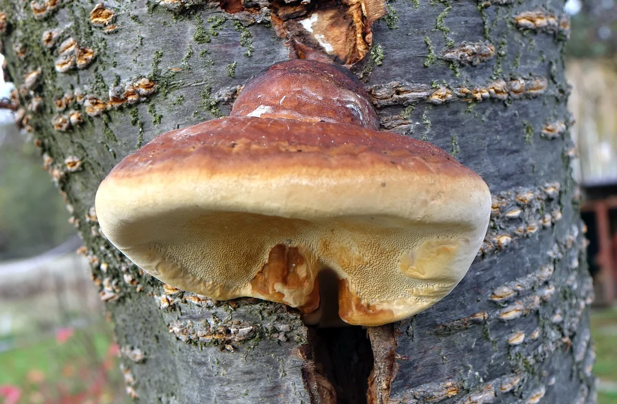 Ganoderma lucidum на стволе вишни: красно-коричневое полукруглое плодовое тело со светлой пористой нижней поверхностью