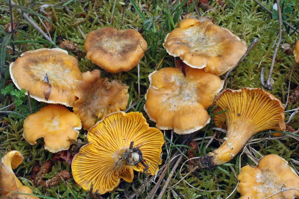 Cantharellus cibarius в природе: жёлто-оранжевые шляпки и складчатая нижняя поверхность, переходящая на ножку