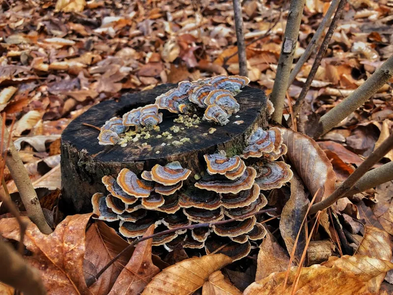 Чага молотая, 50 г - фото 1